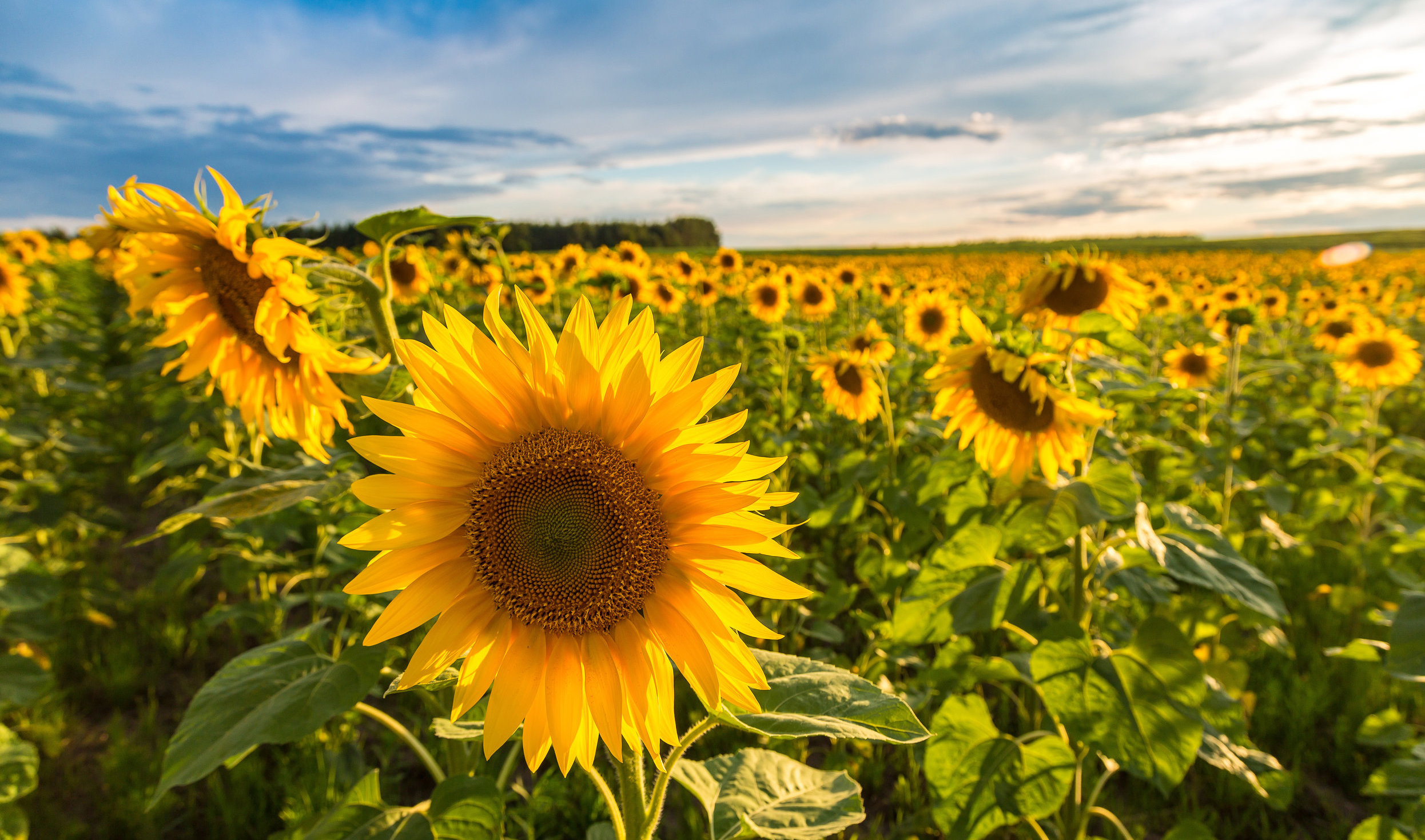 Sunflower Festival